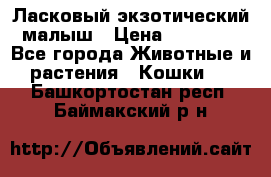 Ласковый экзотический малыш › Цена ­ 25 000 - Все города Животные и растения » Кошки   . Башкортостан респ.,Баймакский р-н